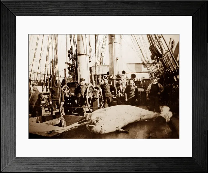 Framed Print : Narwhal on whaling ship in the Arctic Framed Print : Narwhal on whaling ship in the Arctic