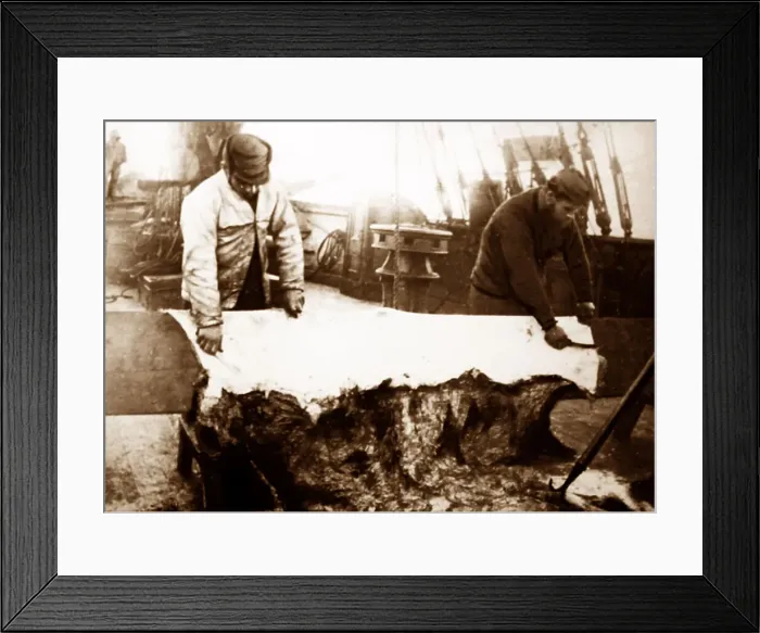 Framed Print : Whaling ship in the Arctic, skinning apolar bear Framed Print : Whaling ship in the Arctic, skinning apolar bear