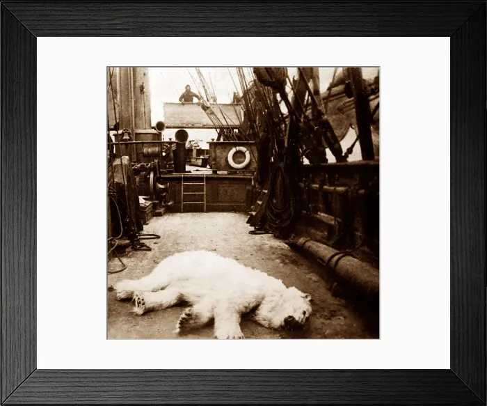 Framed Print : Whaling ship in the Arctic, polar bear Framed Print : Whaling ship in the Arctic, polar bear