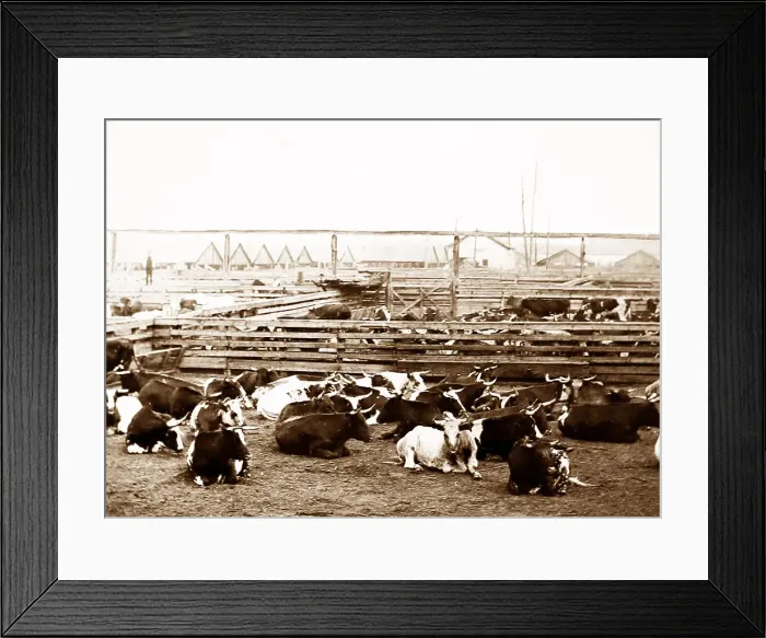 Framed Print : Chicago Stock Yards (East End) - hand coloured Framed Print : Chicago Stock Yards (East End) - hand coloured