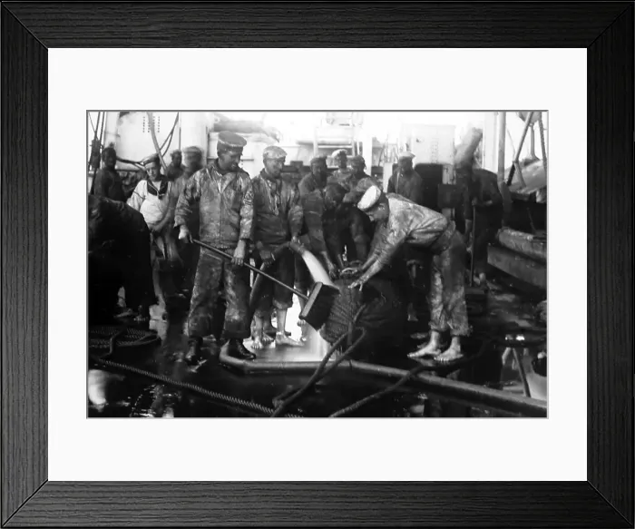 Framed Print : British Navy sailors tarring rope Framed Print : British Navy sailors tarring rope