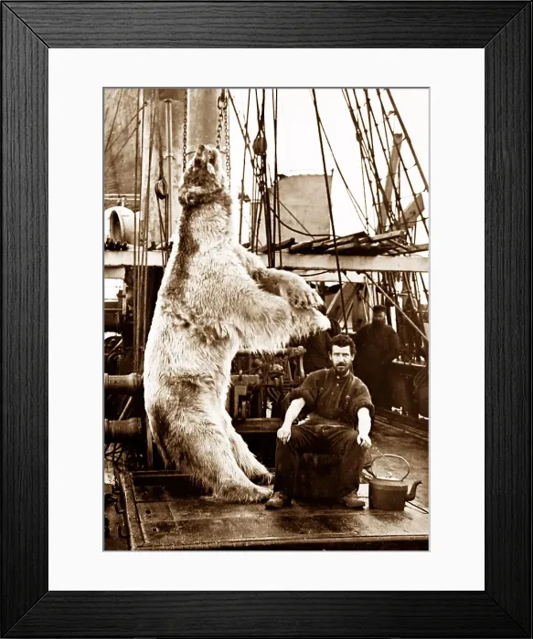 Framed Print : Polar bear on whaling ship Framed Print : Polar bear on whaling ship