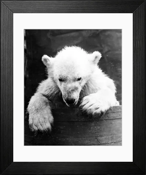 Framed Print : Polar bear cub on a whaling boat in Greenland Framed Print : Polar bear cub on a whaling boat in Greenland