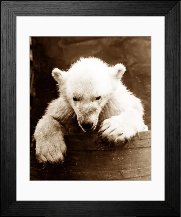Framed Print : Orphaned polar bear cub on whaling ship Framed Print : Orphaned polar bear cub on whaling ship
