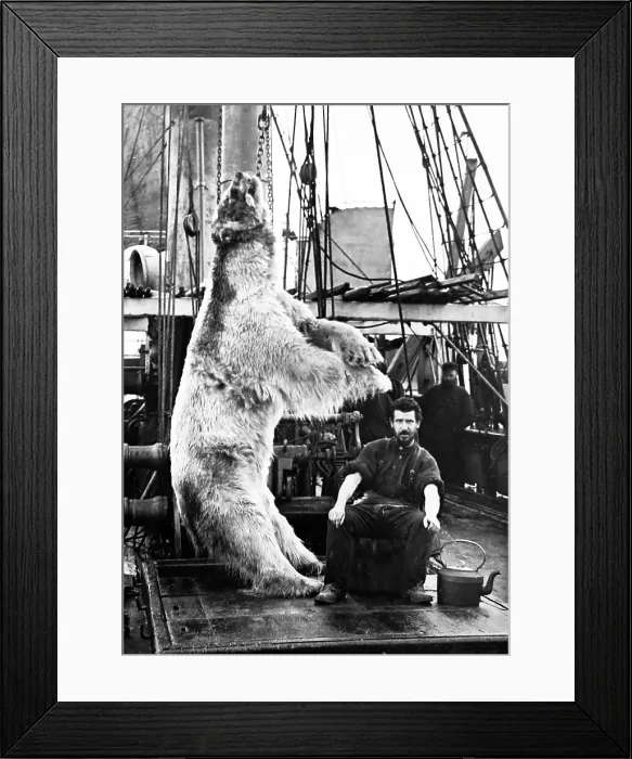 Framed Print : Dead polar bear on a whaling boat in Greenland Framed Print : Dead polar bear on a whaling boat in Greenland