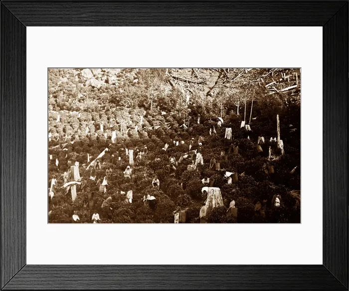 Framed Print : Tea plantation in Ceylon / Sri Lanka - Victorian period Framed Print : Tea plantation in Ceylon / Sri Lanka - Victorian period