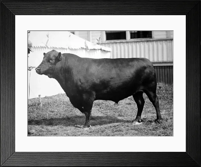Framed Print : Aberdeen Angus Cattle Framed Print : Aberdeen Angus Cattle