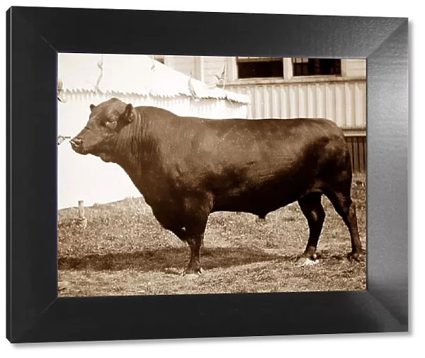 Aberdeen Angus bull - Victorian period