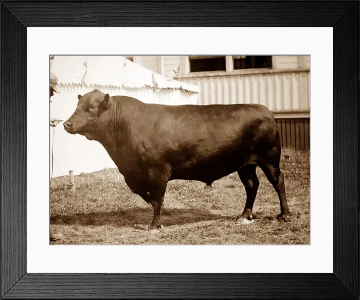 Framed Print : Aberdeen Angus bull - Victorian period Framed Print : Aberdeen Angus bull - Victorian period