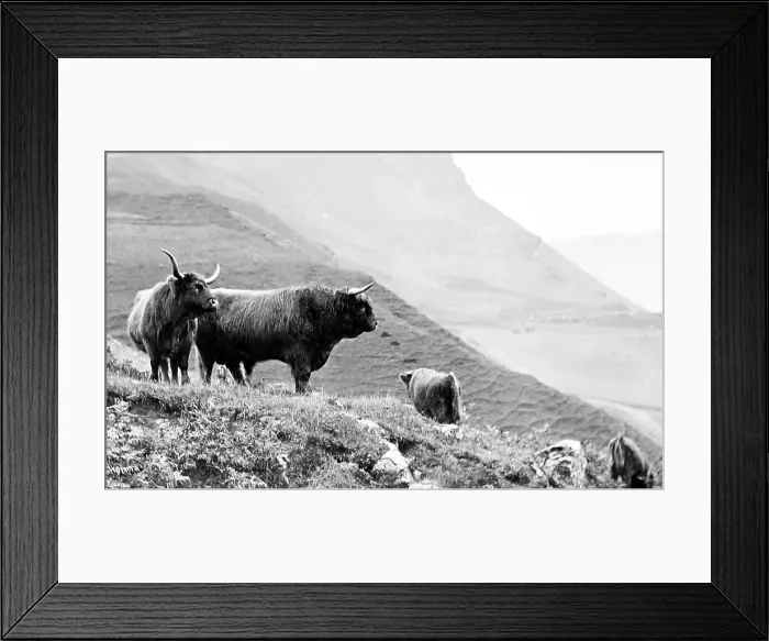 Framed Print : Highland Cattle on the Isle of Skye - Victorian period Framed Print : Highland Cattle on the Isle of Skye - Victorian period
