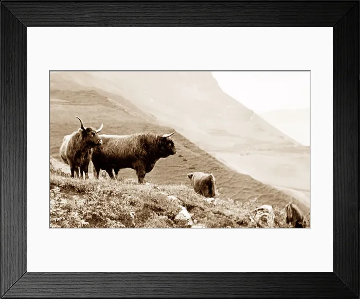 Framed Print : Highland cattle, Isle of Skye, Scotland Framed Print : Highland cattle, Isle of Skye, Scotland