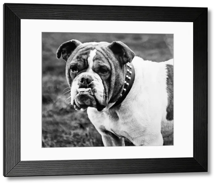 Framed Print : Bulldog - Victorian period Framed Print : Bulldog - Victorian period