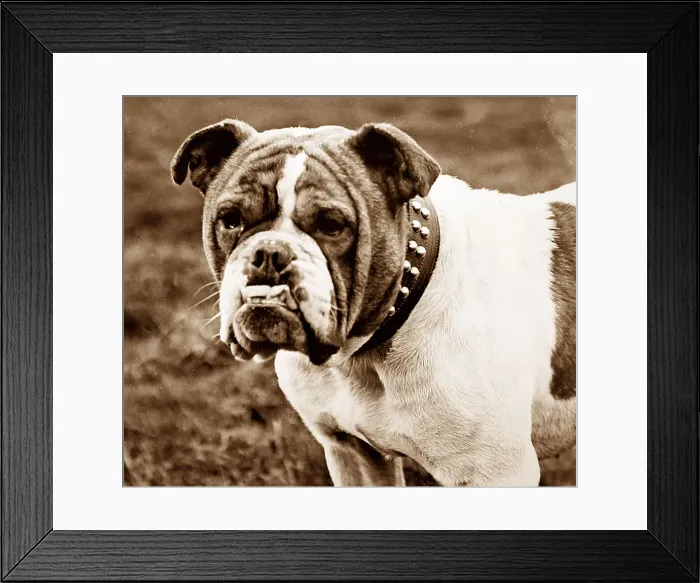 Framed Print : British Bulldog Framed Print : British Bulldog