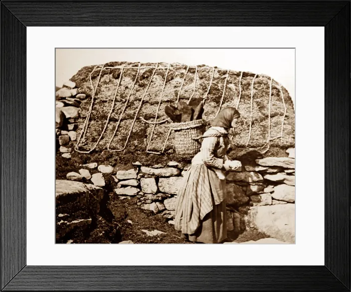 Framed Print : Girl in Shetland knitting as she walks, Scotland Framed Print : Girl in Shetland knitting as she walks, Scotland
