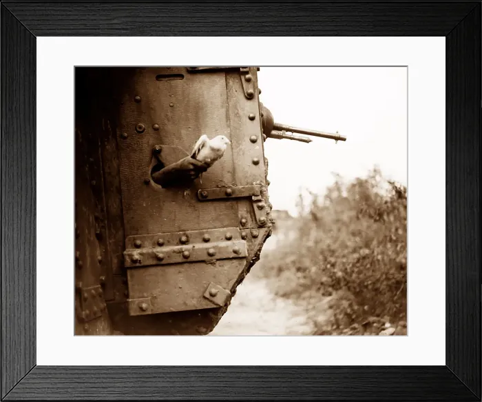 Framed Print : Releasing a carrier pigeon from a British tank Framed Print : Releasing a carrier pigeon from a British tank