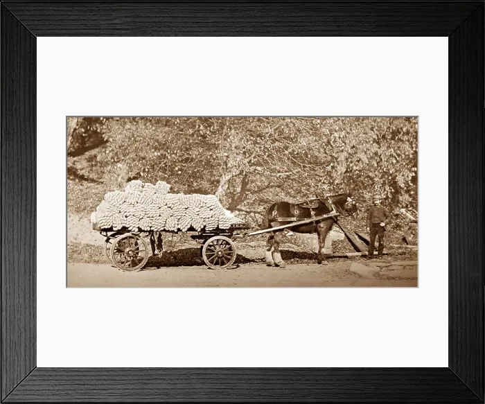 Framed Print : A delivery of yarn, linen production, Victorian period Framed Print : A delivery of yarn, linen production, Victorian period