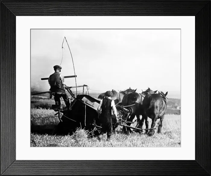 Framed Print : Reaping in 1926 Framed Print : Reaping in 1926