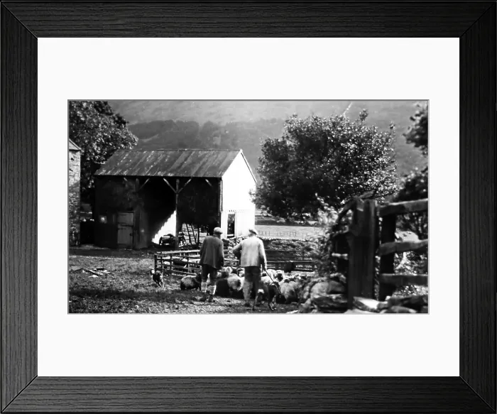 Framed Print : Penning sheep in Buttermere, Lake District, early 1900s Framed Print : Penning sheep in Buttermere, Lake District, early 1900s
