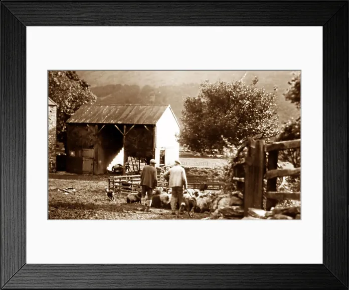 Framed Print : Sheep penning in Buttermere, lake District Framed Print : Sheep penning in Buttermere, lake District