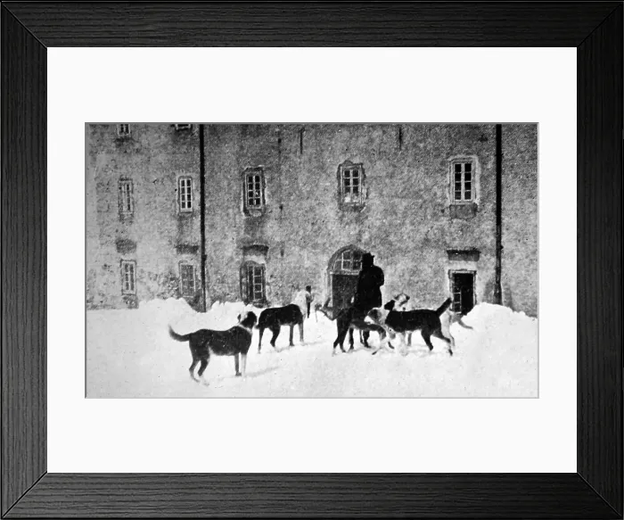 Framed Print : Great St Bernard Hospice dogs, Switzerland Framed Print : Great St Bernard Hospice dogs, Switzerland
