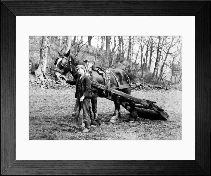 Framed Print : Farmer rolling the ground, Victorian period Framed Print : Farmer rolling the ground, Victorian period
