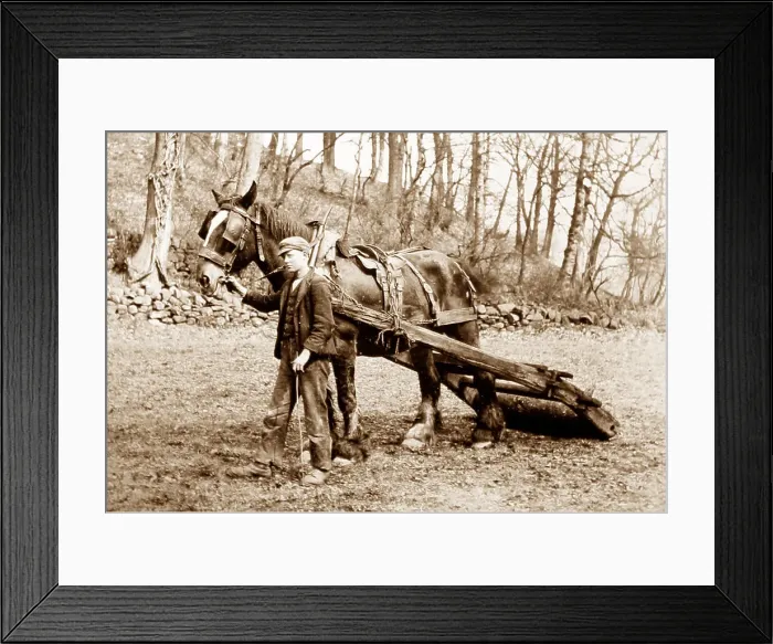 Framed Print : Rolling land with horse Framed Print : Rolling land with horse