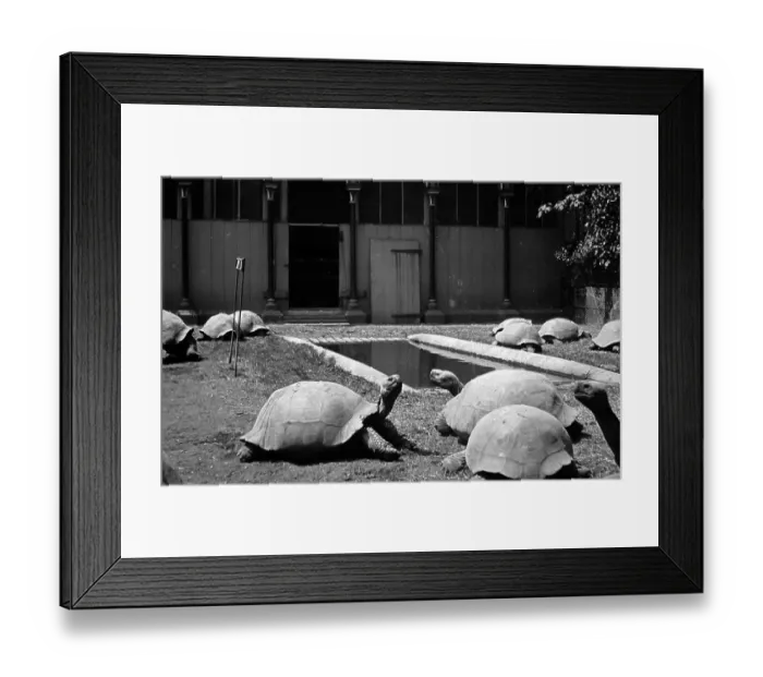 Framed Print : Giant tortoises in a zoo, possibly Regents Park Zoo, London Framed Print : Giant tortoises in a zoo, possibly Regents Park Zoo, London