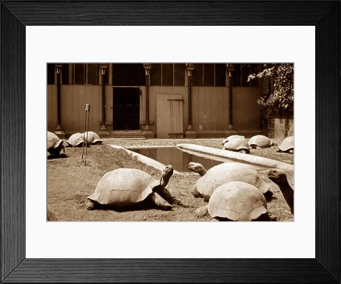 Framed Print : Giant tortoise at a zoo Framed Print : Giant tortoise at a zoo