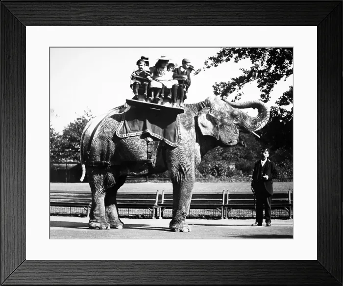 Framed Print : Elephant ride (probably London Zoo), Victorian period Framed Print : Elephant ride (probably London Zoo), Victorian period