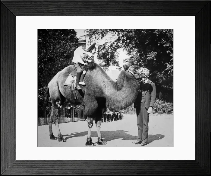 Framed Print : Camel ride, (probably London Zoo), Victorian period Framed Print : Camel ride, (probably London Zoo), Victorian period