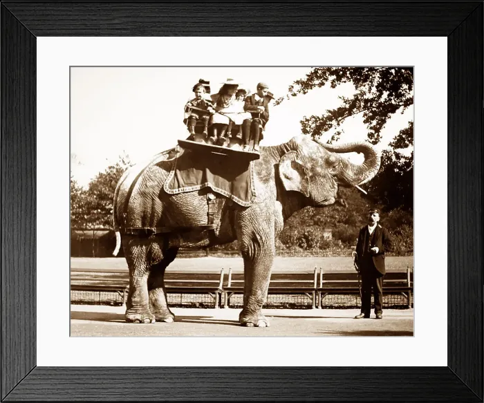 Framed Print : Elephant ride at a zoo Framed Print : Elephant ride at a zoo