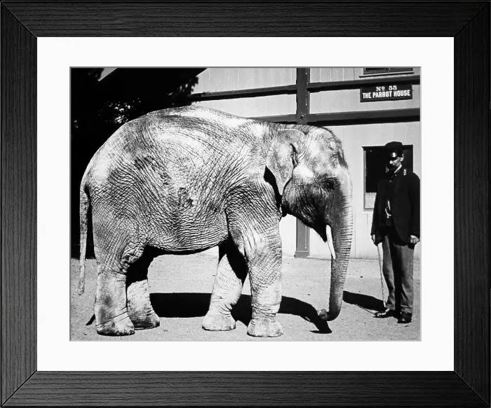 Framed Print : Bayy elephant and keeper, (probably London Zoo) Framed Print : Bayy elephant and keeper, (probably London Zoo)