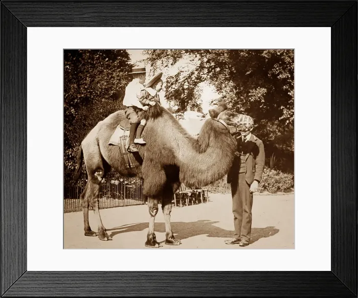 Framed Print : Camel ride at a zoo Framed Print : Camel ride at a zoo