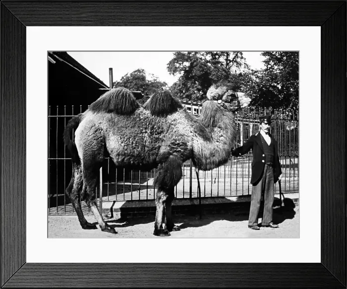 Framed Print : Camel at a Zoo Framed Print : Camel at a Zoo