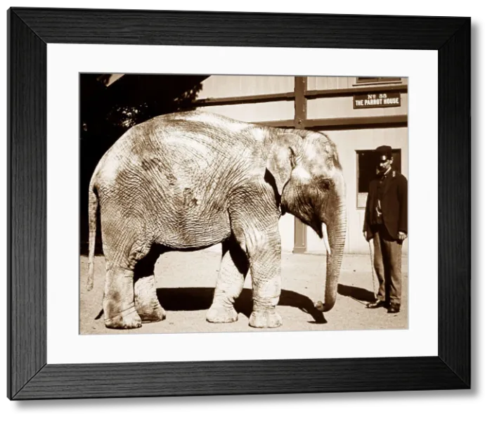 Framed Print : Baby elephant at a Zoo Framed Print : Baby elephant at a Zoo