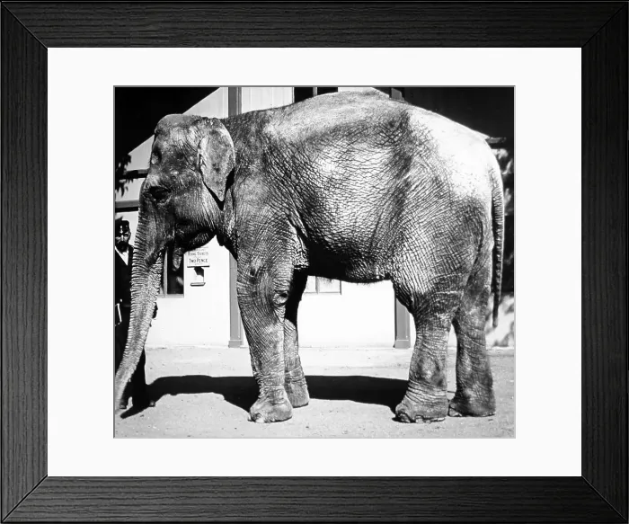 Framed Print : Elephant and keeper (probably London Zoo), Victorian period Framed Print : Elephant and keeper (probably London Zoo), Victorian period
