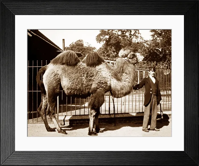 Framed Print : Camel and keeper (probably London Zoo), Victorian period Framed Print : Camel and keeper (probably London Zoo), Victorian period