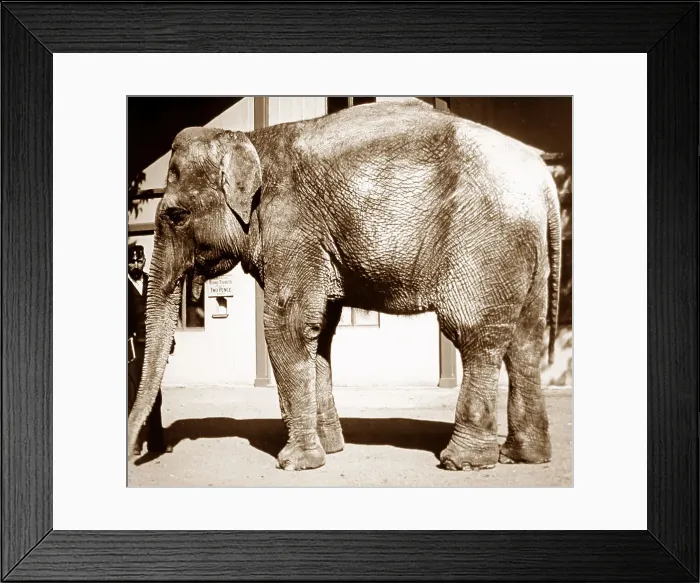 Framed Print : Elephant at a Zoo Framed Print : Elephant at a Zoo
