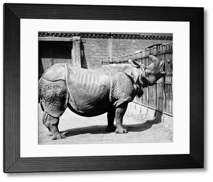 Framed Print : Rhinoceros at a Zoo Framed Print : Rhinoceros at a Zoo