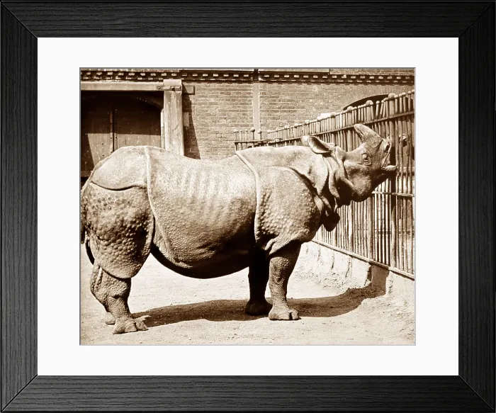 Framed Print : Rhinoceros (probably London Zoo) hand coloured photo Framed Print : Rhinoceros (probably London Zoo) hand coloured photo
