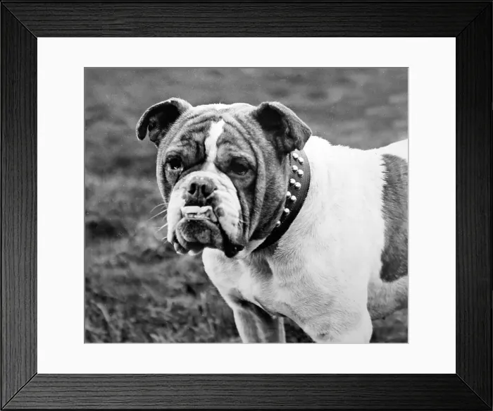 Framed Print : British Bulldog Framed Print : British Bulldog