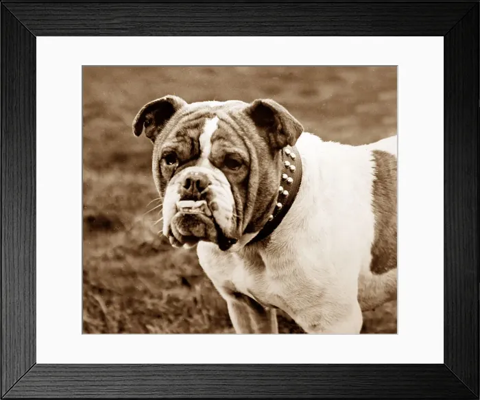 Framed Print : A bulldog, Victorian period Framed Print : A bulldog, Victorian period