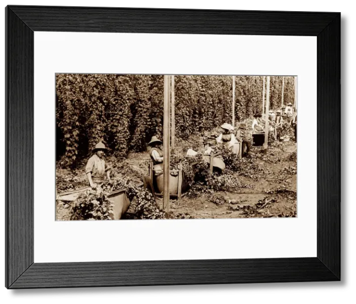 Framed Print : Hop picking, New Norfolk, Tasmania Framed Print : Hop picking, New Norfolk, Tasmania