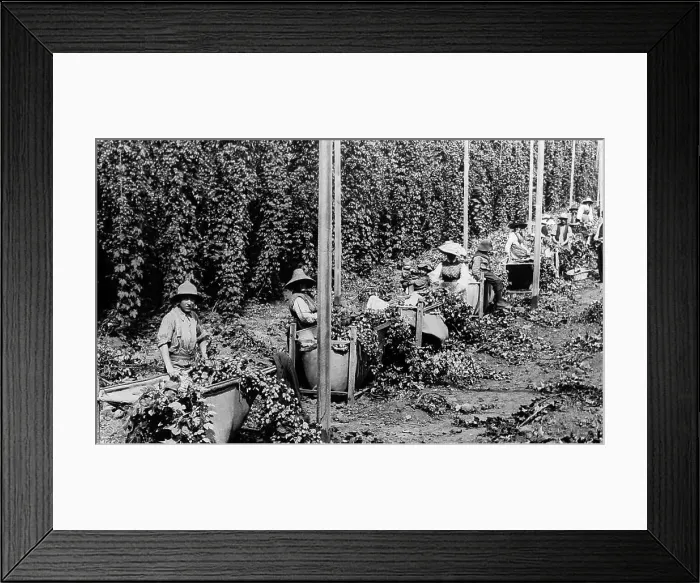 Framed Print : Hop picking, New Norfolk, Tasmania, Victorian period Framed Print : Hop picking, New Norfolk, Tasmania, Victorian period
