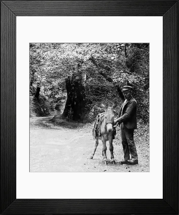 Framed Print : Hobby Drive, Clovelly Framed Print : Hobby Drive, Clovelly