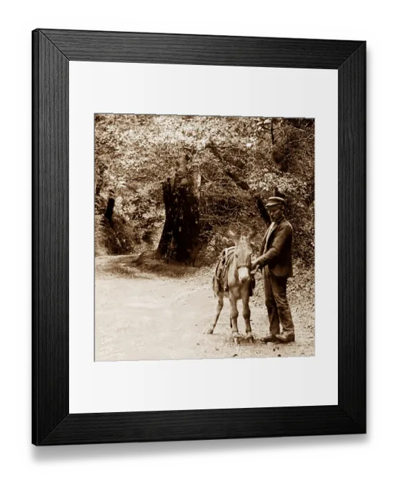 Framed Print : Hobby Drive, Clovelly, Victorian period Framed Print : Hobby Drive, Clovelly, Victorian period