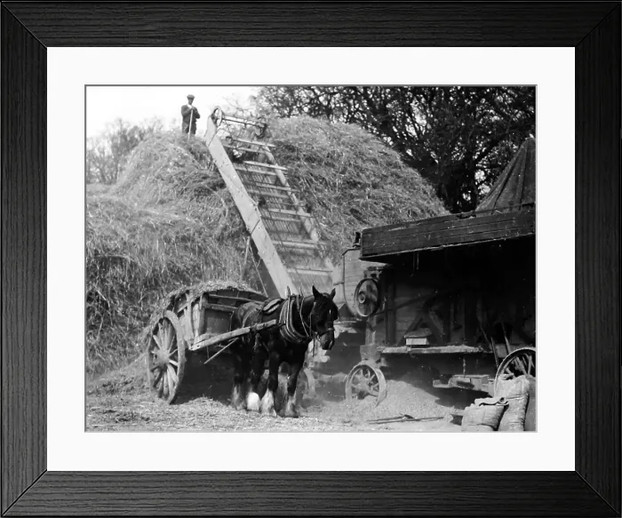 Framed Print : Haymaking Threshing Framed Print : Haymaking Threshing