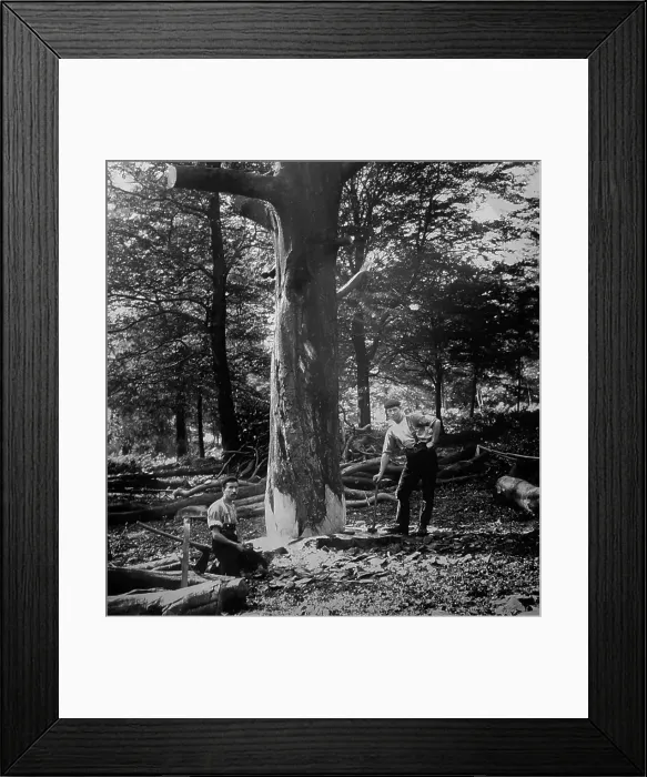Framed Print : Wood cutters Framed Print : Wood cutters