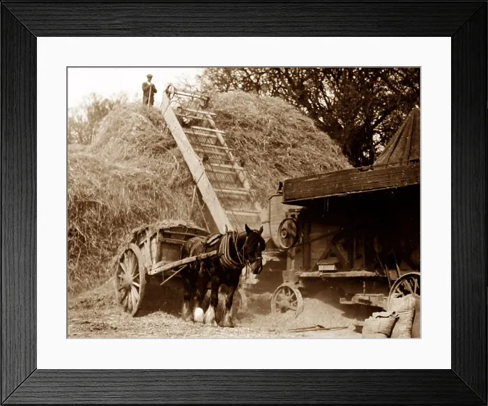 Framed Print : Threshing during haymaking, probably 1920s Framed Print : Threshing during haymaking, probably 1920s