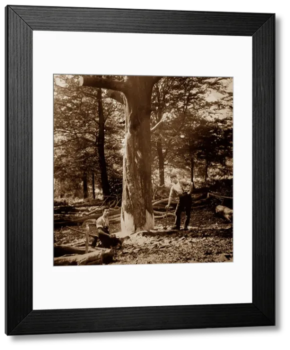 Framed Print : Woodcutters, England, Victorian period Framed Print : Woodcutters, England, Victorian period